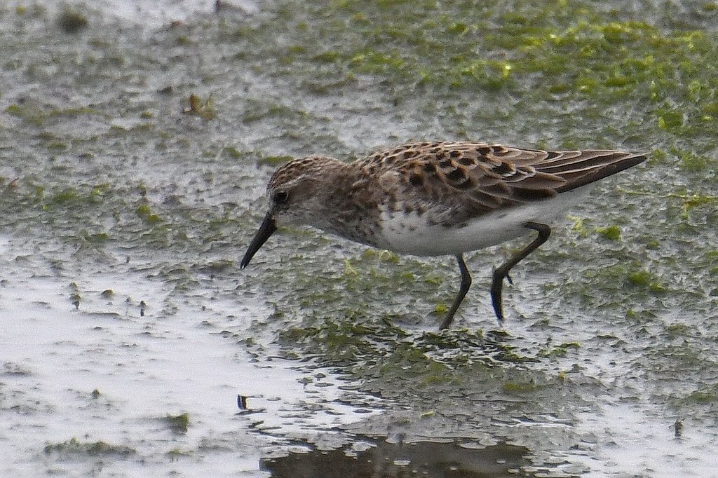 Sandpiper, White-rumped, 2018-05305417 Forsythe NWR, NJ.JPG - White-rumped Sandpiper. Forsythe National Wildlife Refuge, NJ, 5-30-2018